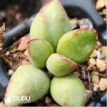 Adromischus Small leaf spirit stone - Image 2