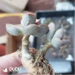 Adromischus KUBU7475 - Image 2