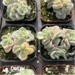 Echeveria Lovely Rose Variegated Clustering - Image 2