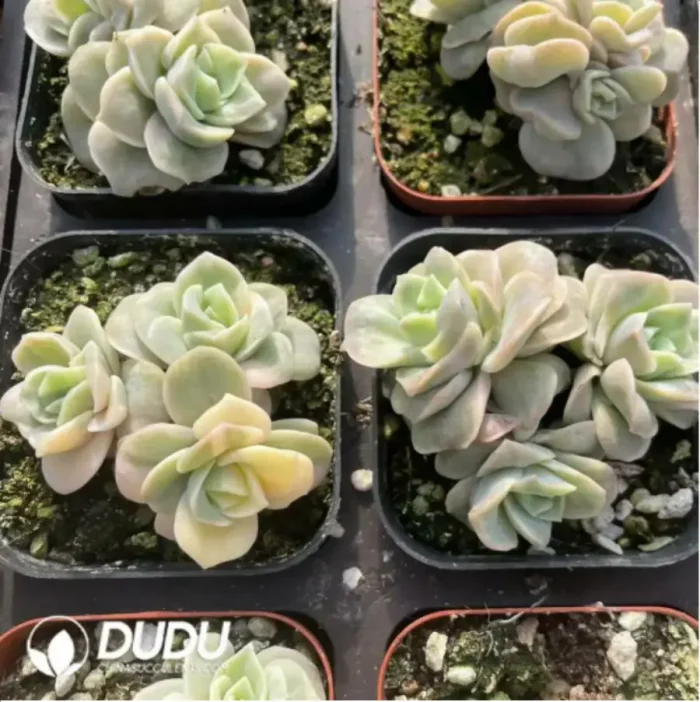 Echeveria Lovely Rose Variegated Clustering - Image 2