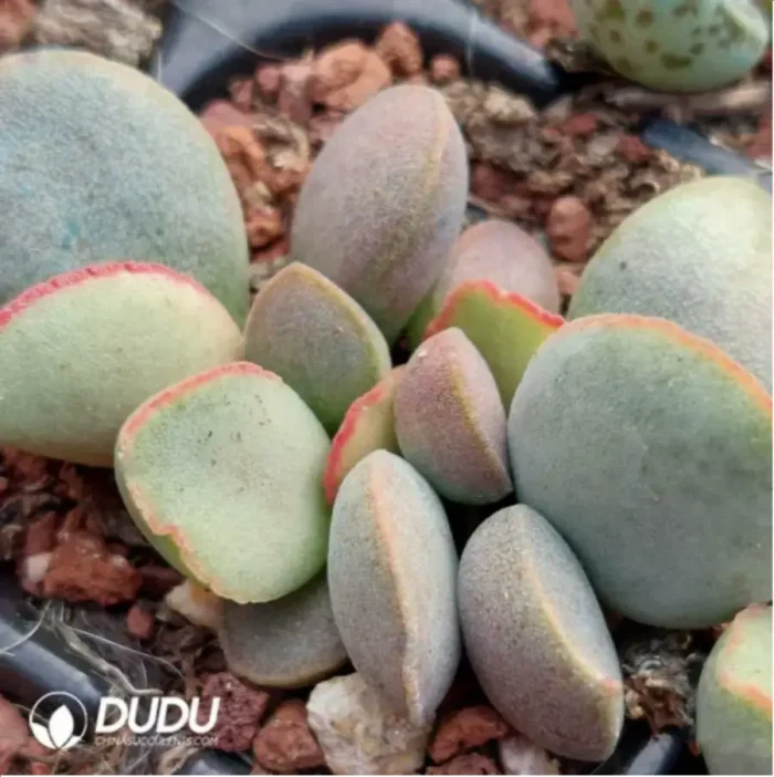 Adromischus Frosted Egg #2 - Image 2