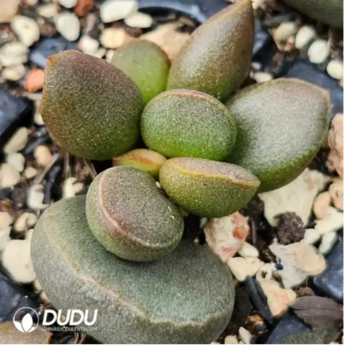 Adromischus Black Sauce - Image 2