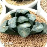Haworthia Retusa Myojin - Image 2