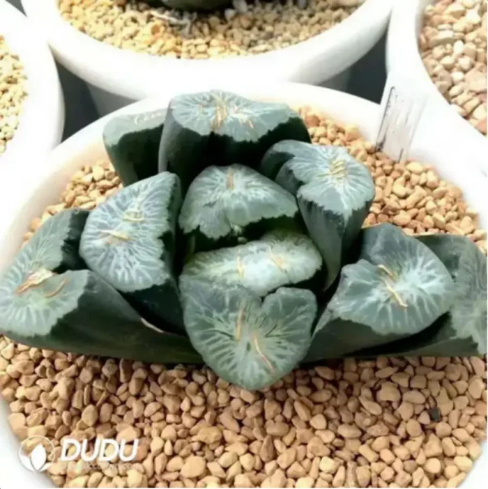 Haworthia Retusa Myojin - Image 2