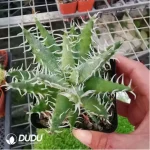 Cactus-Echinocactus Thorned Ivory - Image 2