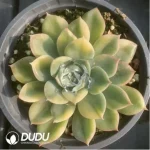 Echeveria Moon Fairy Variegated - Image 2