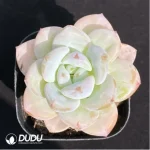 Echeveria Star Snow - Image 2
