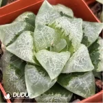Haworthia Telibaimo - Image 2