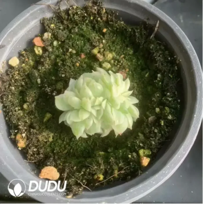 Echeveria Yuzhu Variegated - Image 2