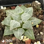 Haworthia Mangekyou (Kaleidoscope) - Image 2