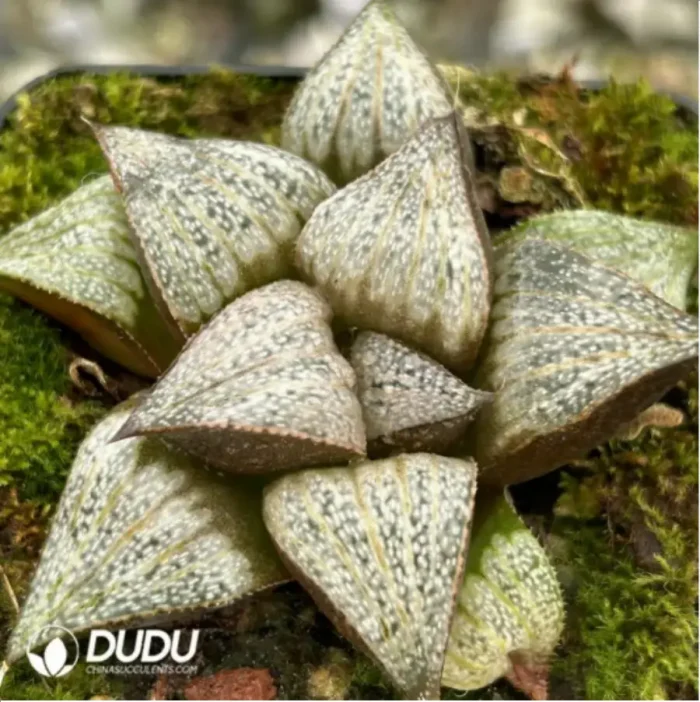 Haworthia Magnifica Haihua - Image 2