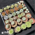 DUDU Collocation-1042 - Image 2