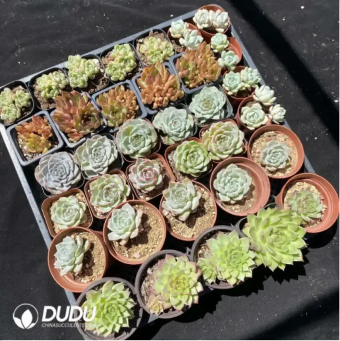 DUDU Collocation-1042 - Image 2