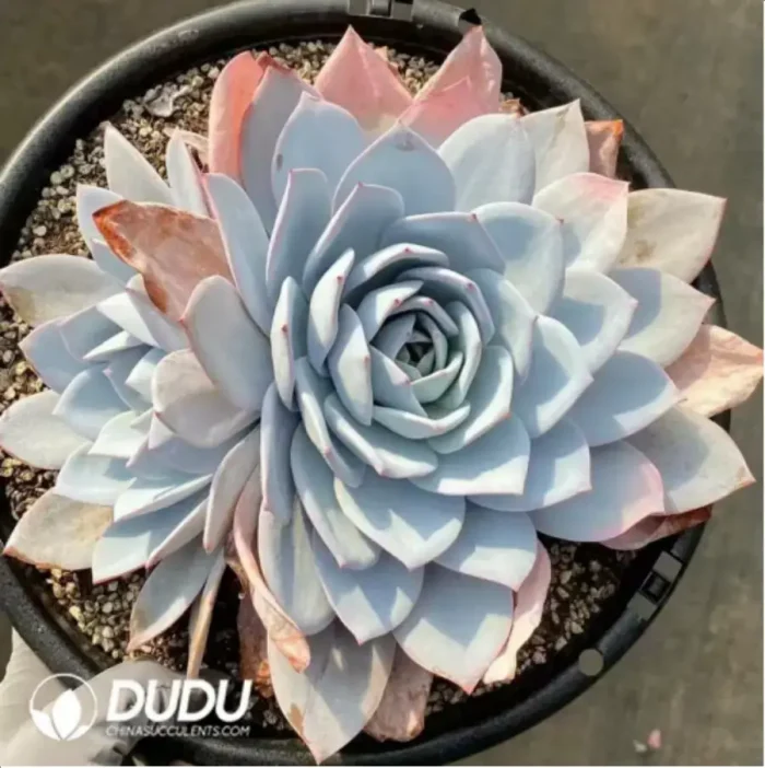 Echeveria White Lotus Double Head - Image 2