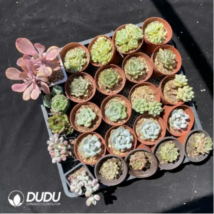 DUDU Collocation-1038 - Image 2