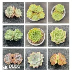 Blind Box Of Echeveria Set (100Pcs Succulents) Moq1 - Image 2