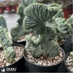 Cactus-MyrtilloCactus-Geometrizans Cristata - Image 2