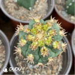 Mammillaria Huge humboldtii Ehrenb Clustering - Image 2