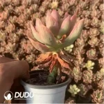 Echeveria Joy Variegated - Image 2