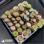 DUDU Collocation-1020 - Image 2