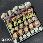 DUDU Collocation-1027 - Image 2