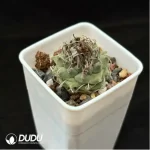 Cactus-Turbinicarpus schmiedickeanus - Image 2