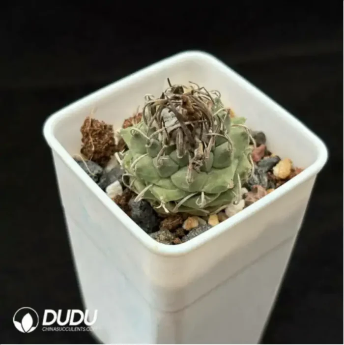 Cactus-Turbinicarpus schmiedickeanus - Image 2