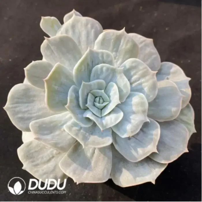 Echeveria Marvel Variegated - Image 2