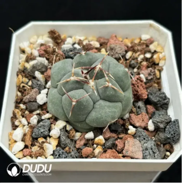 Cactus-TheloCactus-hexaedrophorus - Image 2