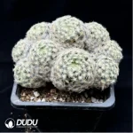 Cactus-Mammillaria schiedeana Clustering - Image 2