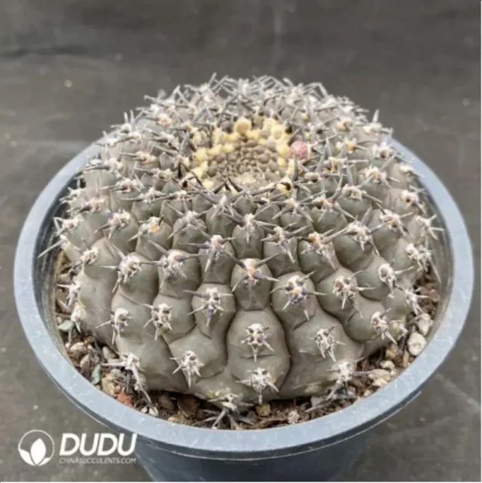 Cactus-Gymnocalycium asteriumf.nigrispina - Image 2