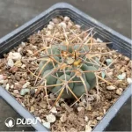 Cactus-EchinoCactus-Chaocupingwan - Image 2