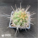 Cactus Jin Jilong - Image 2