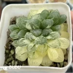 Haworthia Cooperi sp Suzhou cluster Variegated Double Head - Image 2