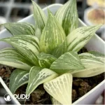 Haworthia Badia Variegated - Image 2