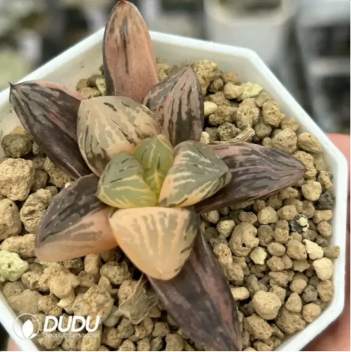Haworthia 'Nuoyulu' Variegated - Image 2