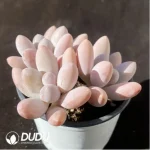 Pachyphytum Beauty Finger - Image 2