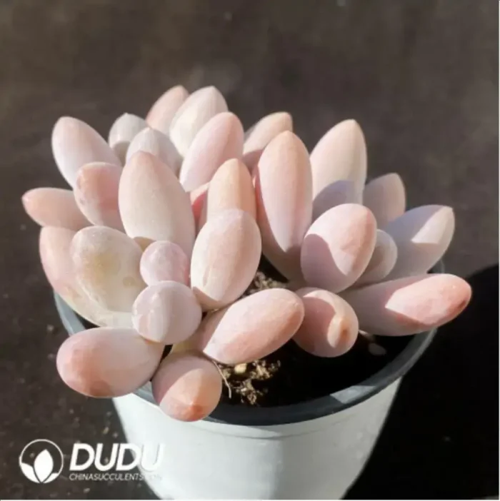 Pachyphytum Beauty Finger - Image 2