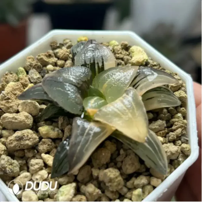 Haworthia'Red Lines’ Variegated - Image 2