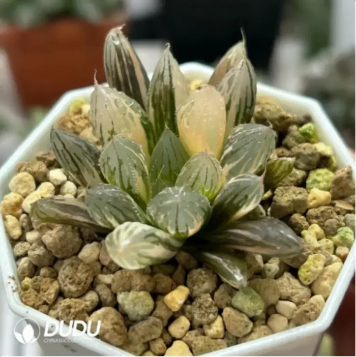 Haworthia cooperi Variegated - Image 2