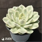 Echeveria 'Moon Fairy'variegated - Image 2