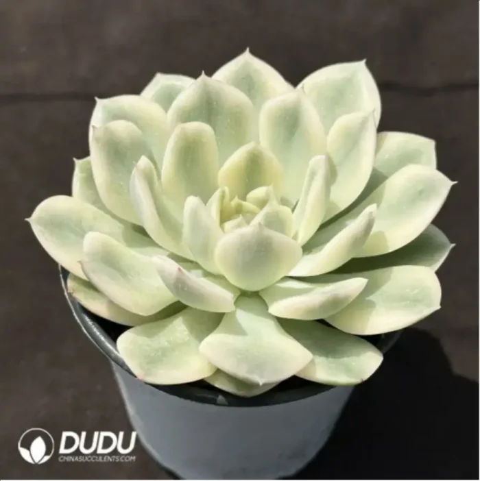 Echeveria 'Moon Fairy'variegated - Image 2