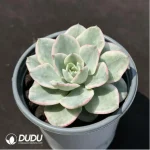 Echeveria Creamy Yellow Peach variegated - Image 2