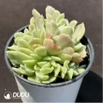 Echeveria Floriana variegated clustering - Image 2