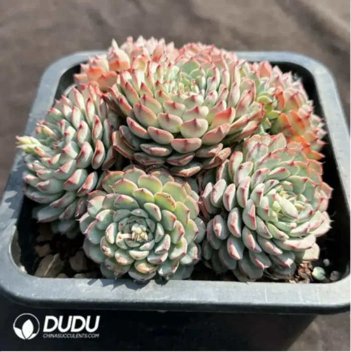 Echeveria Blue Minima Clustering - Image 2