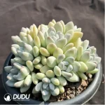 Pachyveria Perfume Clustering - Image 2