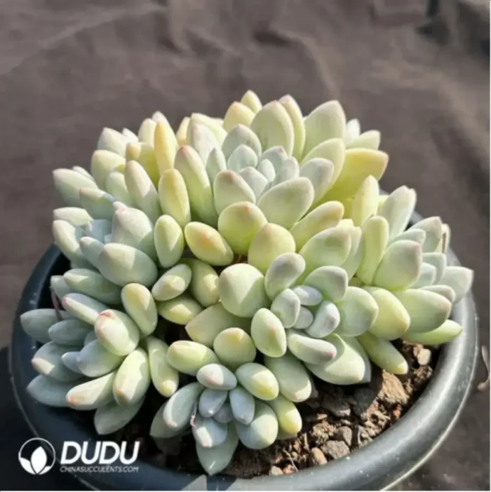 Pachyveria Perfume Clustering - Image 2