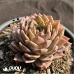 Echeveria Wine Champagne - Image 2