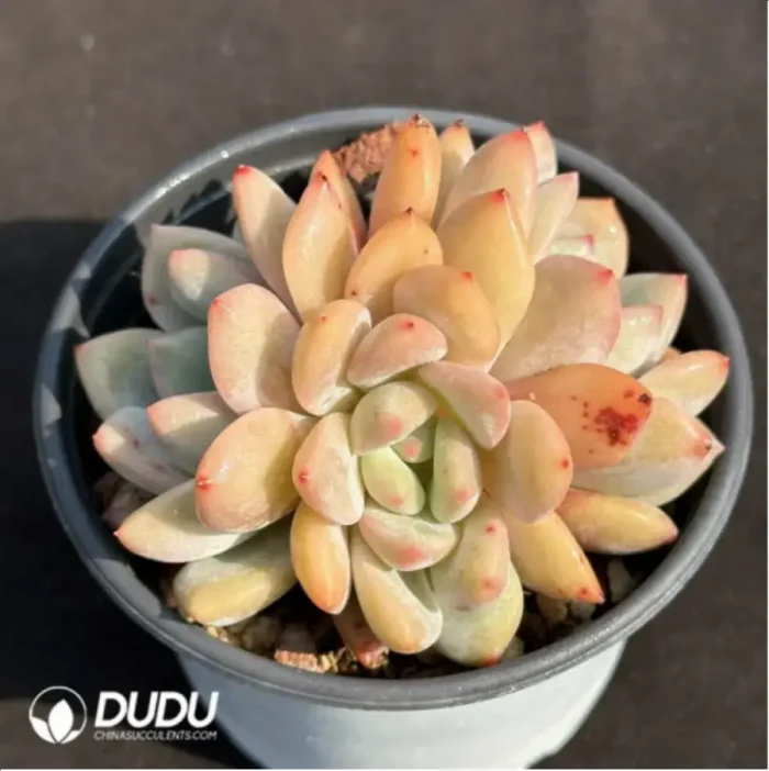 Echeveria Ariel Clustering - Image 2