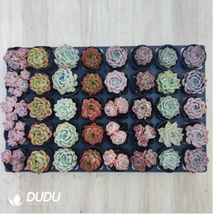 AC Echeveria Set-1 - Image 2